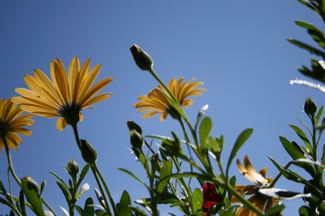 Flowers