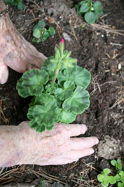 Planting Flowers