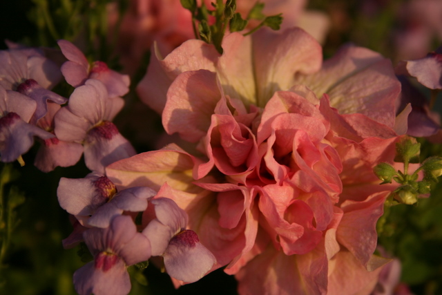 Pink Double Petunia Basket