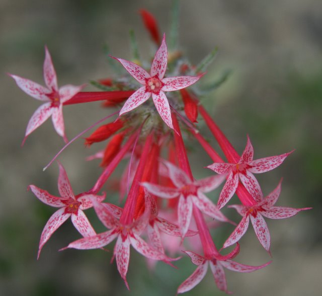 Star Flowers