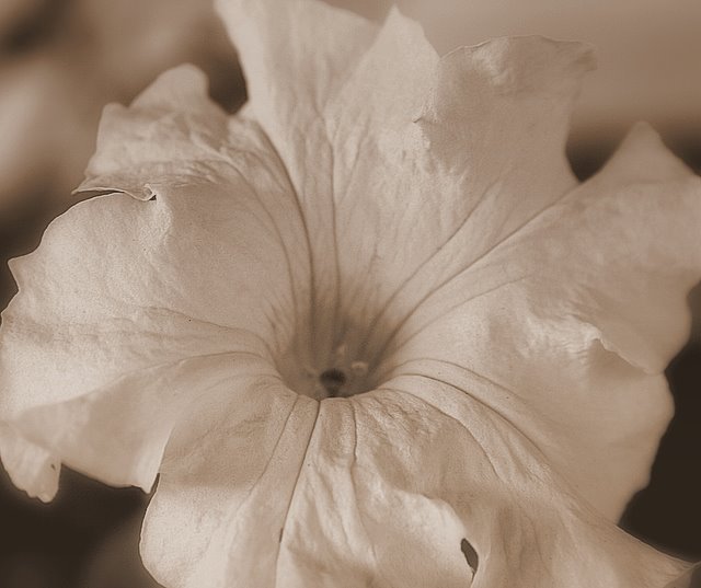 Day 27 - White petunia in the garden