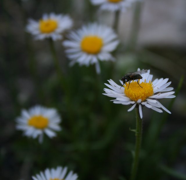 Day 30 -Ordinary fly on a tiny daisy.