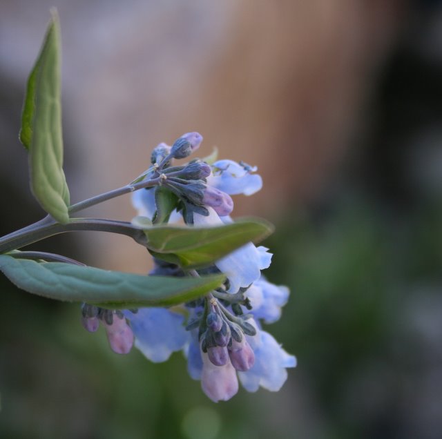 Blue Mountain Flowers