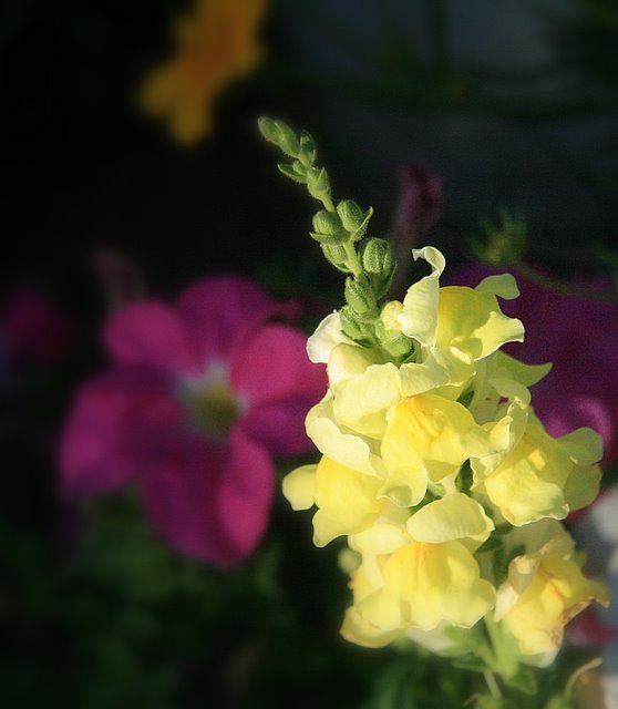 Day 3 - Yellow Snapdragons