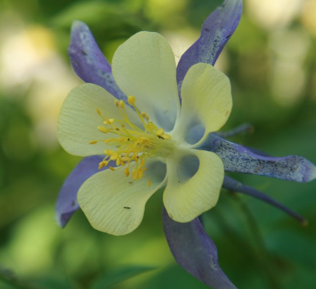 Day 6 - Columbine