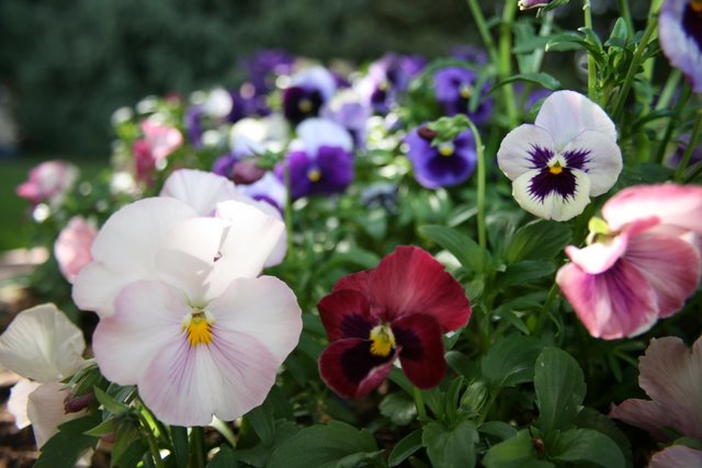 Pansies