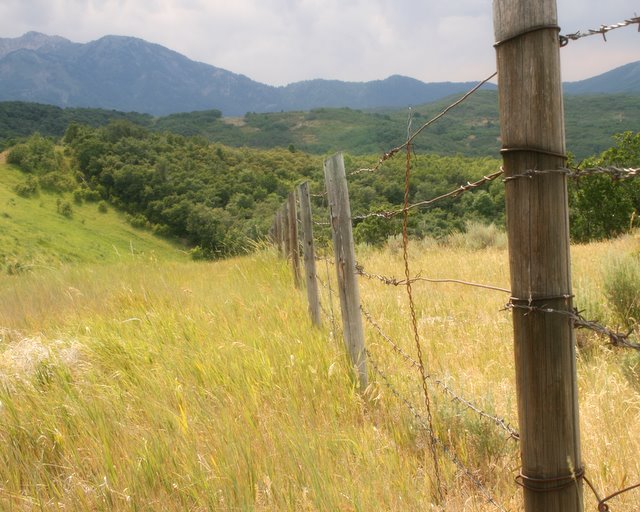 Fence Line