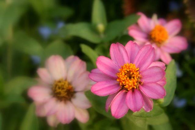 Day 8 - Pink flowers