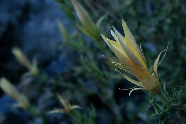 Day 9 - Yellow Flower - Weed