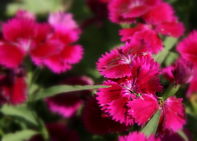 Day 13 - Dianthus