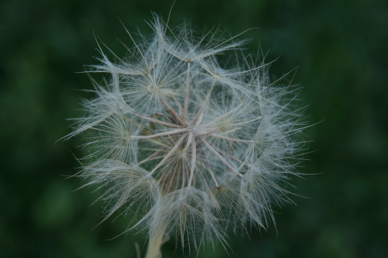 Day 12 - Weed Seeds