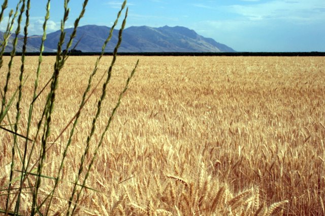 Wheat  Field