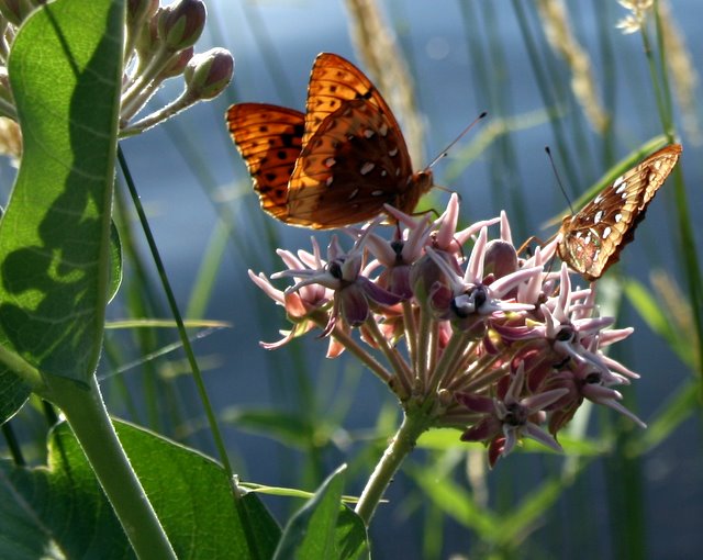 Day 14 - Flower with Butterflies