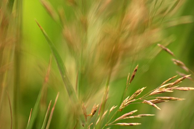 Mountain Grasses