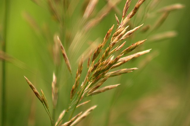 Mountain Grass