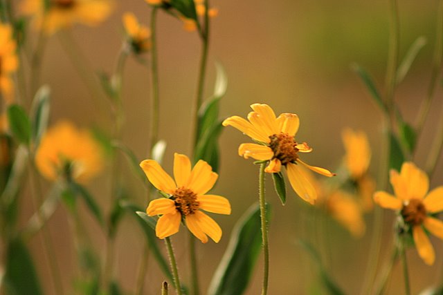 Mountain Flowers