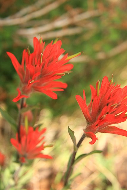 Indian Paint Brush