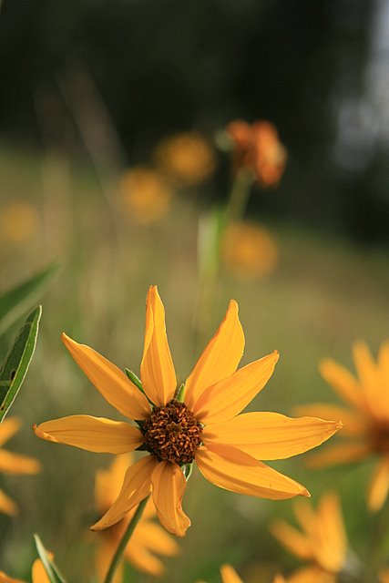 Yellow daisies