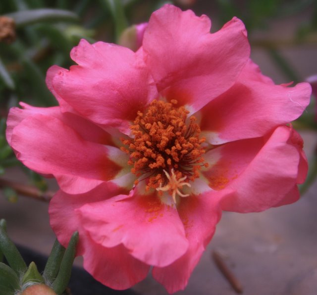 Portulaca