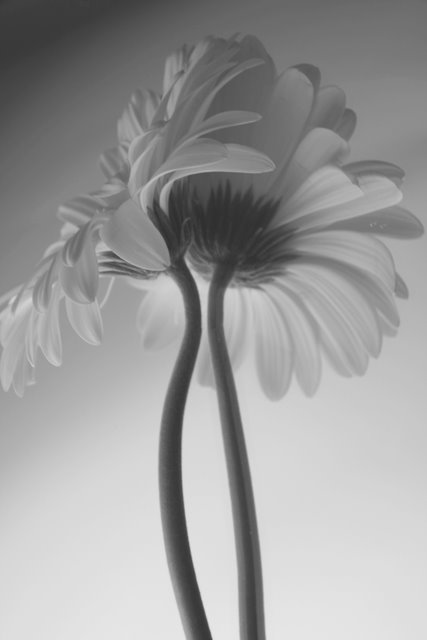 Day 26 - Gerber Daisy