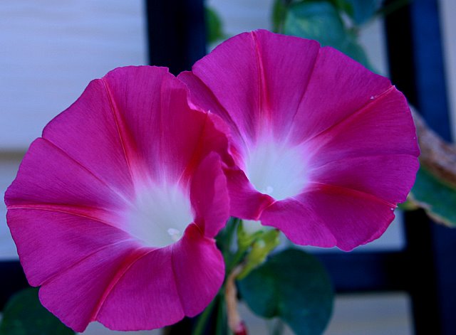 Day 28 - Morning Glories