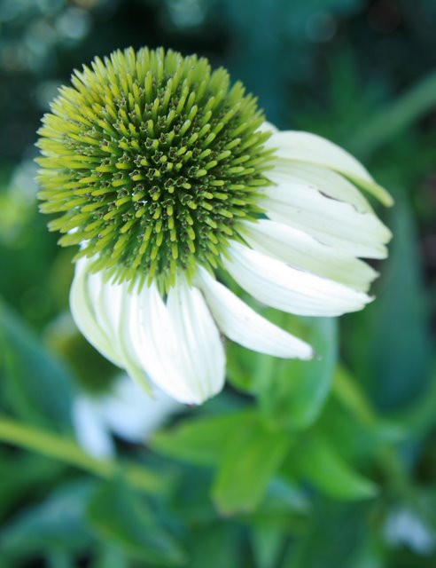 Day - 29  White Cone Flower