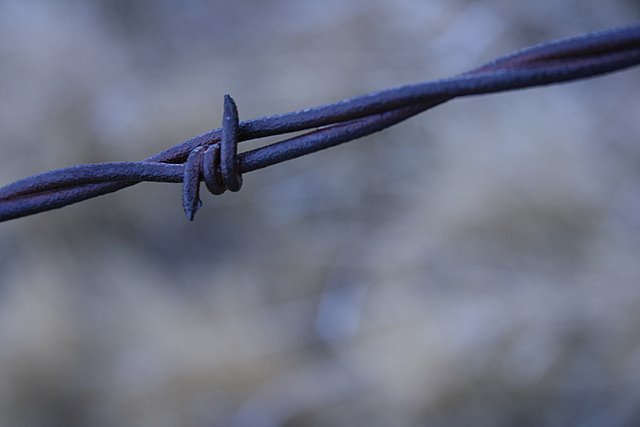 Barb Wire