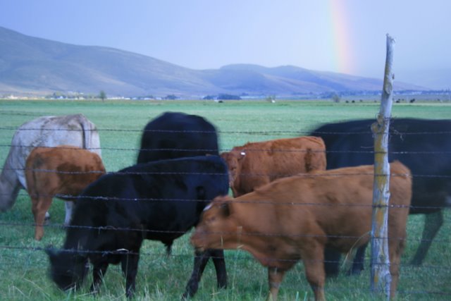 Cow's and Rainbow