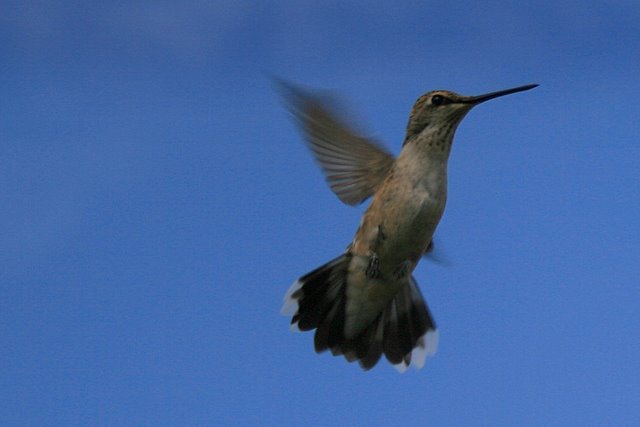 Hummingbird