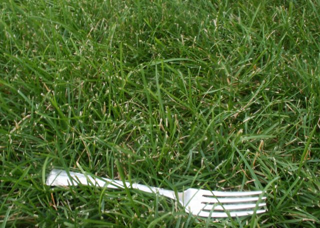 Day 21 -Fork in the grass.