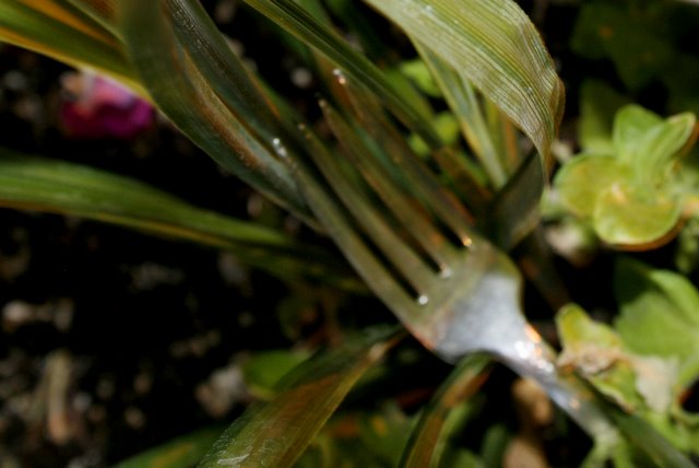 Day 29 - Fork n Plants