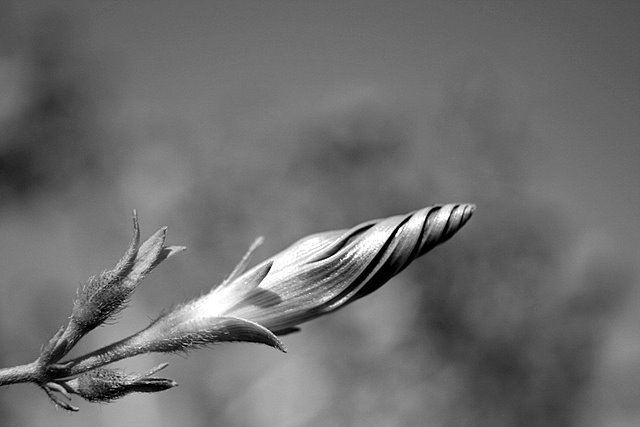 Day 8 - Morning Glory Bud