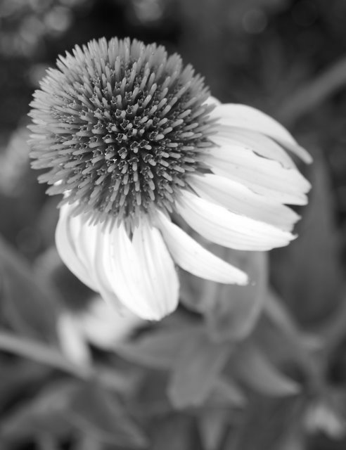 Day 18 - White Cone Flower