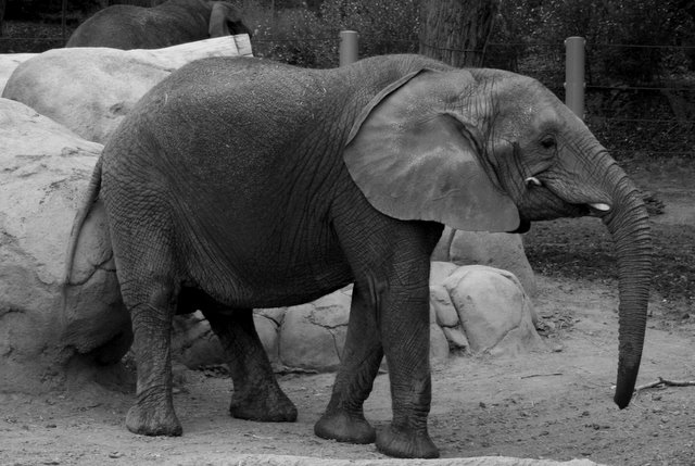 Elephants at the Zoo