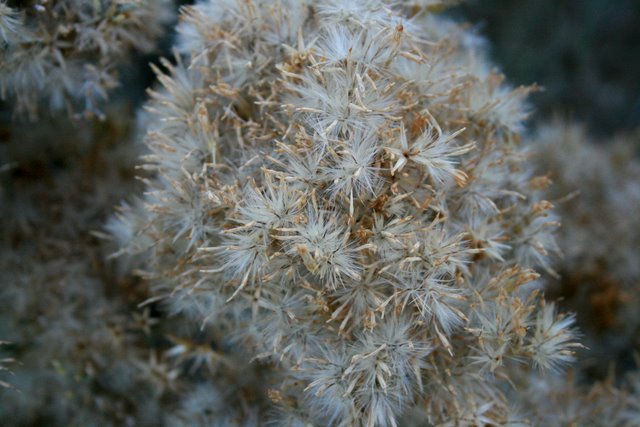 Textures - Day 2 - Rabbit brush gone to seed.