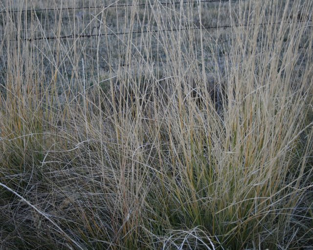 Textures - Day 9 - Grasses/Barbwire Fence