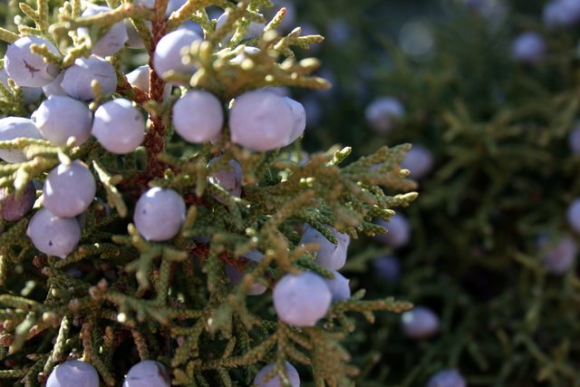 Textures - Day 15 - Cedar Berries