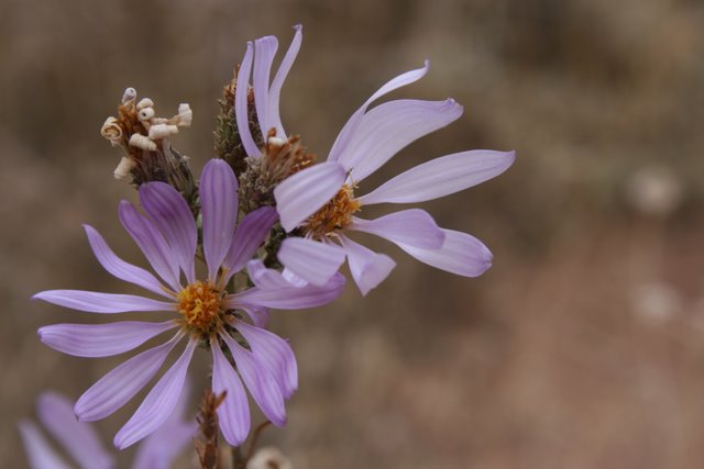 Textures - Day18- Wild Flowers