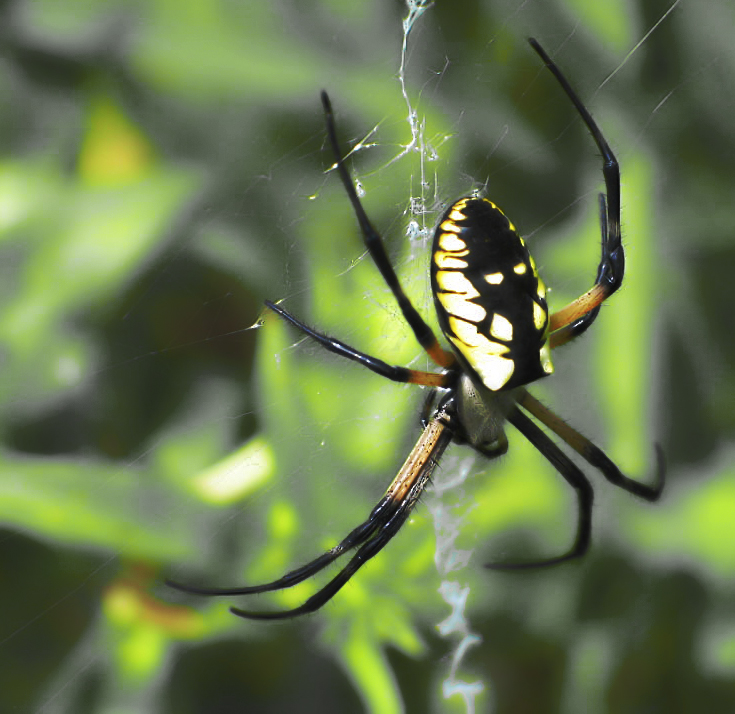 spider_web.jpg