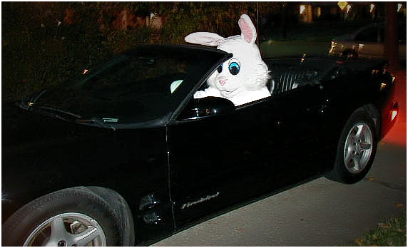 Super Bunny!?