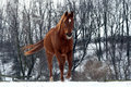 Majestic