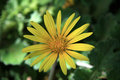 Yellow Flower.jpg