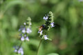 Bee.jpg