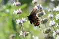 Butterfly.jpg