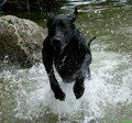 Great Dane