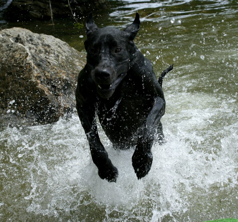 Great Dane