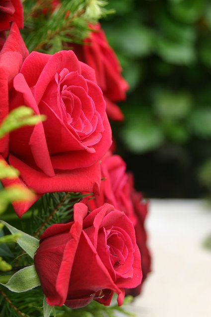 American rose 2