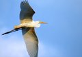 Soaring