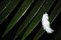feather