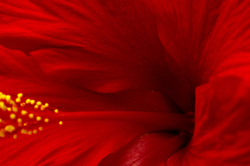 hibiscus02.jpg
